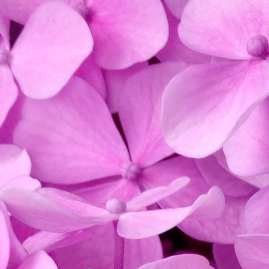 Purple flower plant