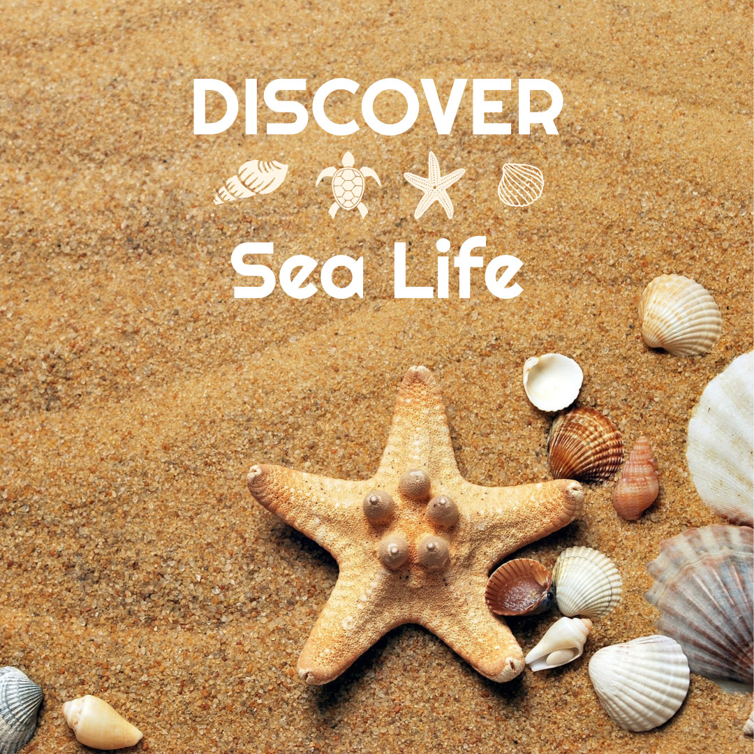 discovering-sea-life-templates-stencil