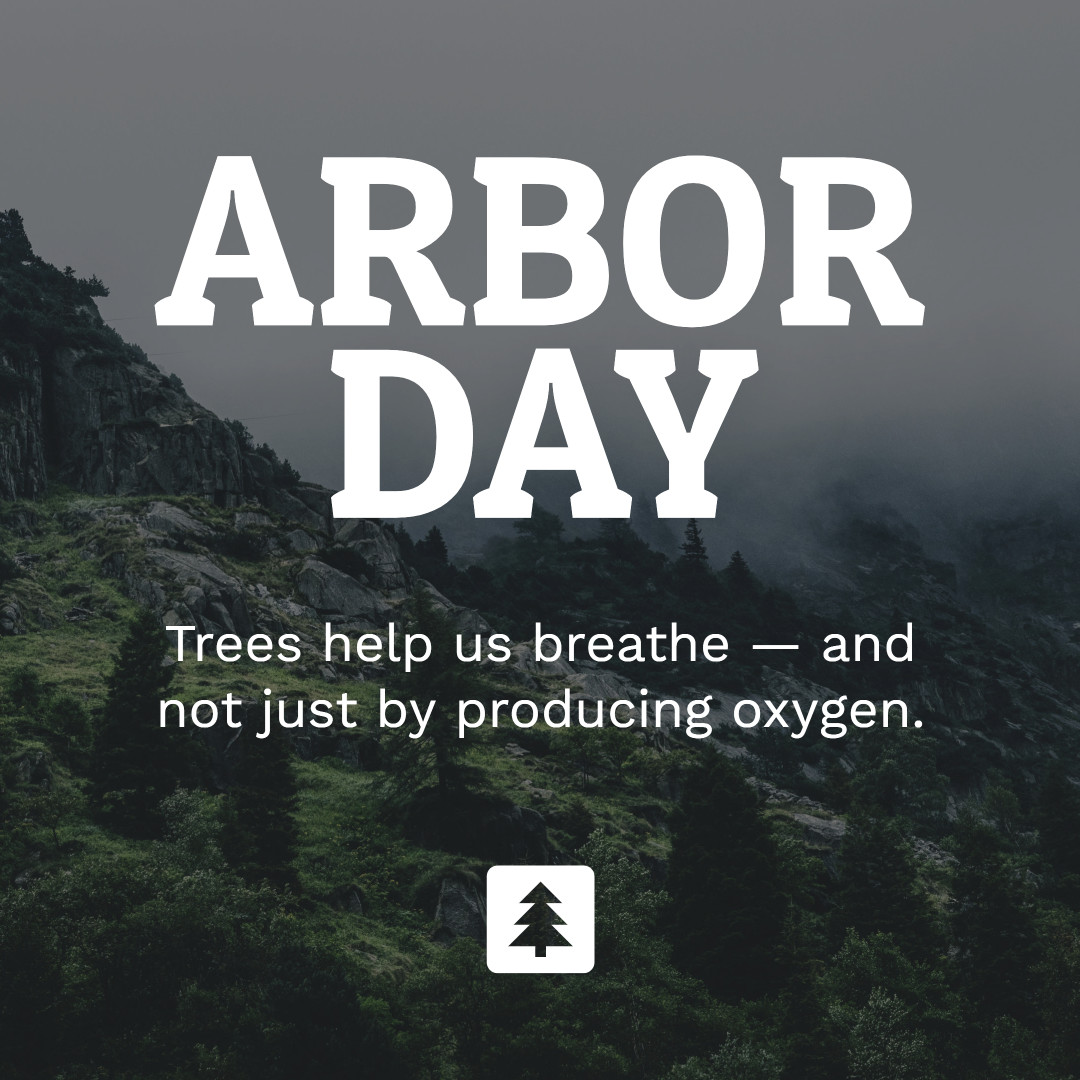 Trees help us breathe