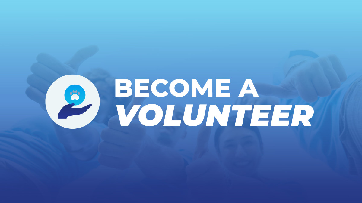 Become a volunteer