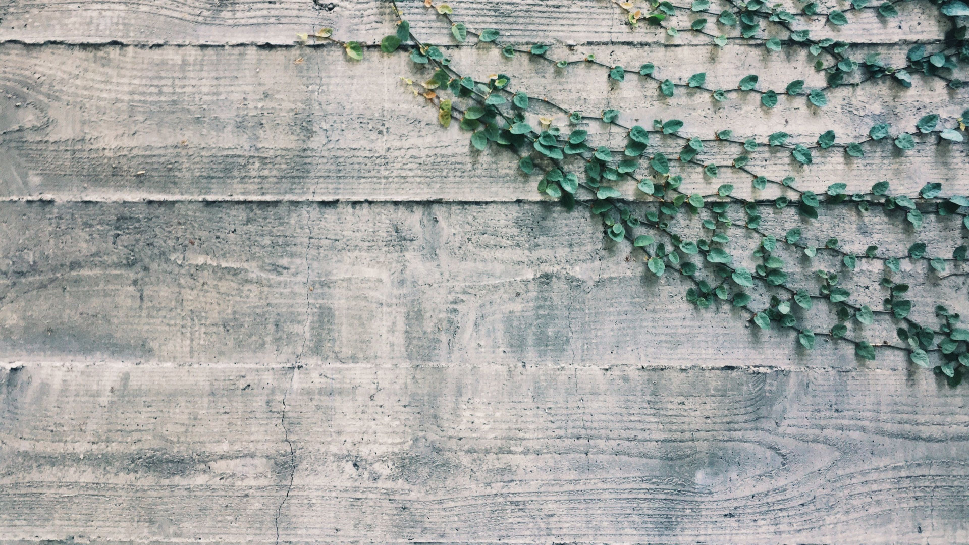 Гартинг фон. Текстура бетона. Plant on Concrete. Green and Beige Wood.