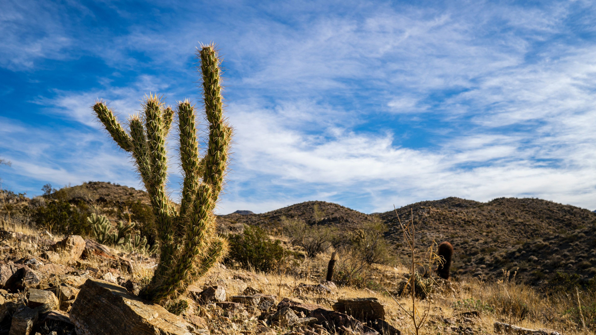 desert background with cactus