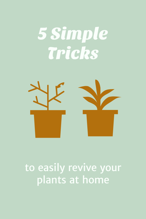 5 Simple Tricks to Easily Revive Your Plants at Home