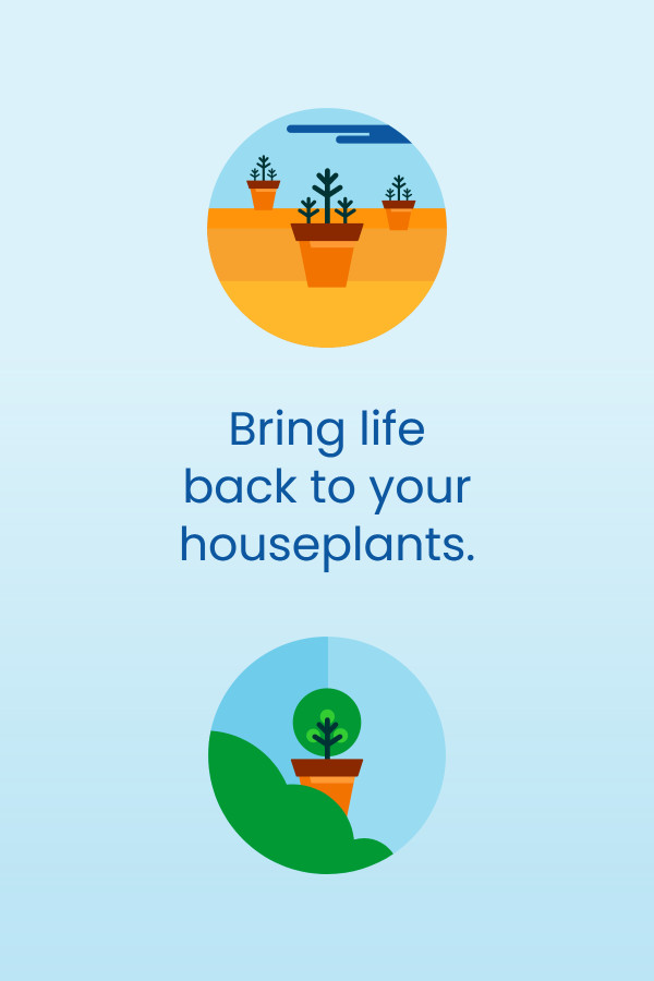 Bring life back to your houseplants