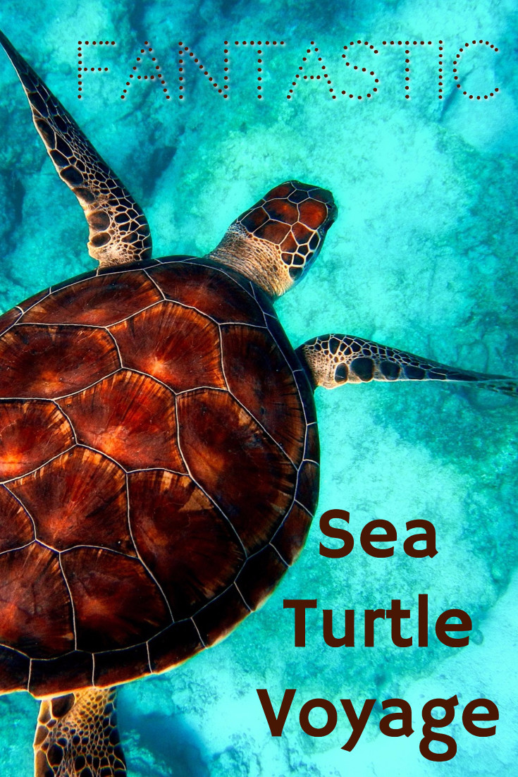 Fantastic sea turtle voyage