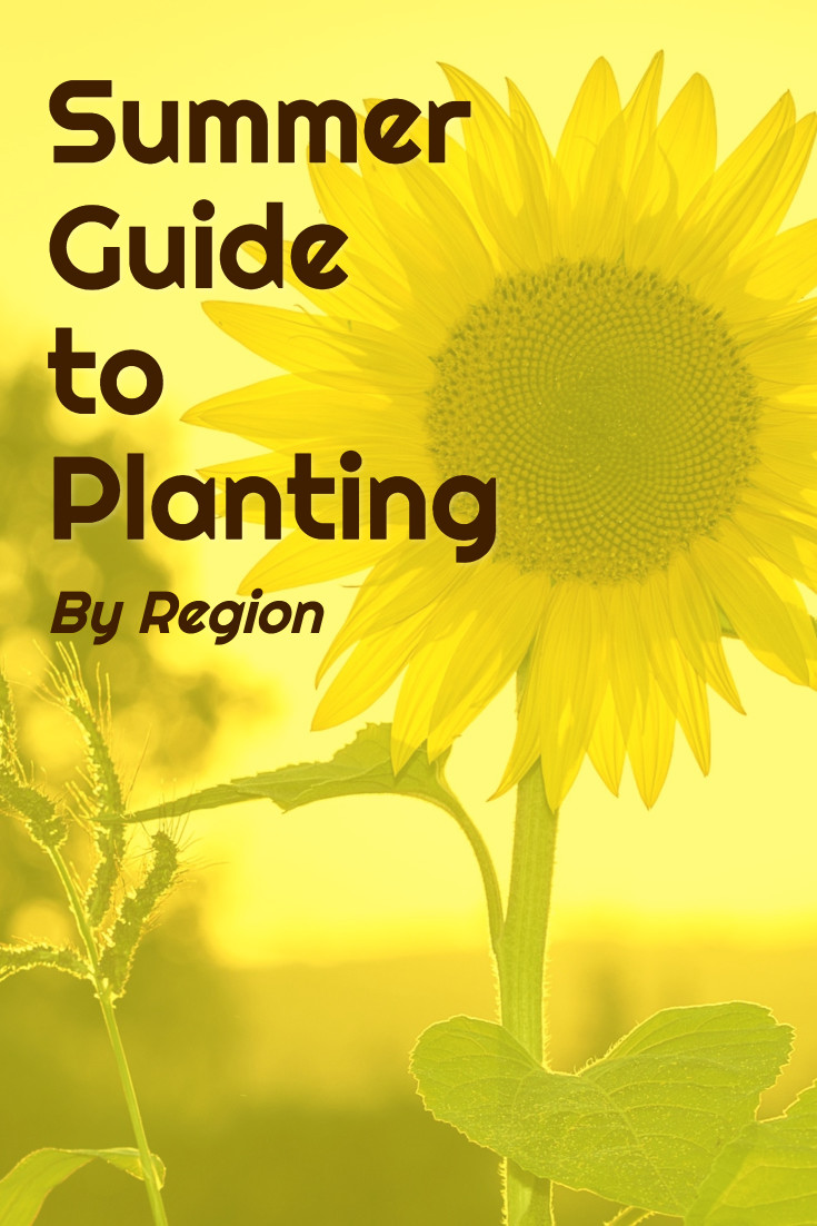 Summer guide to planting