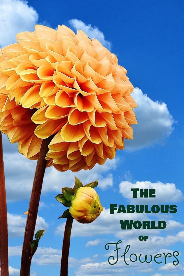 The fabulous world of flowers