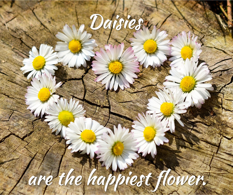 Daisies are the happiest flower