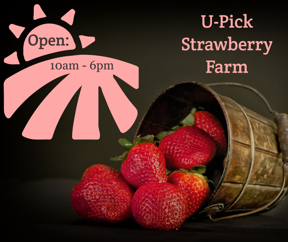 U-pick strawberry farm