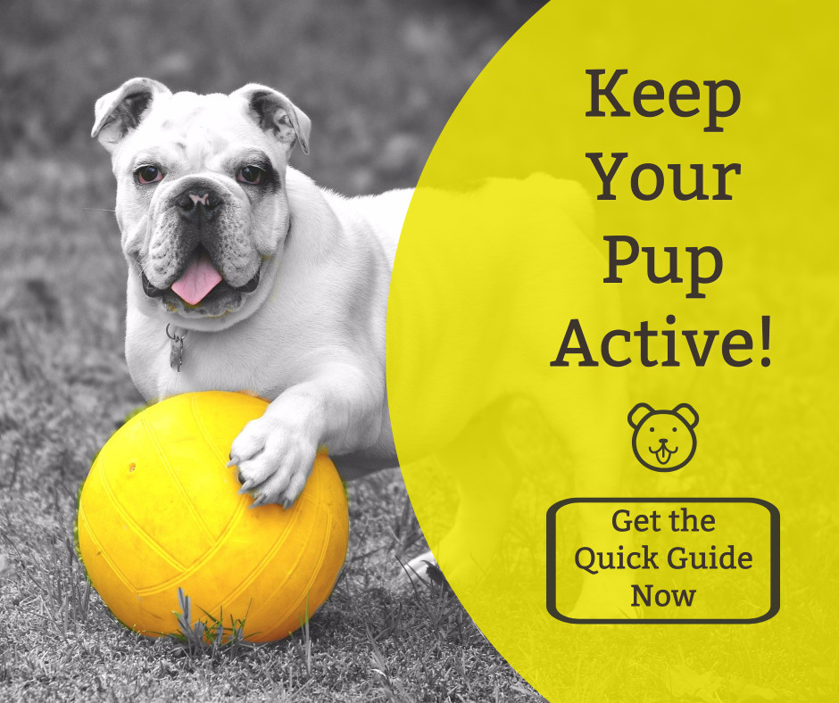 Keep your pup active