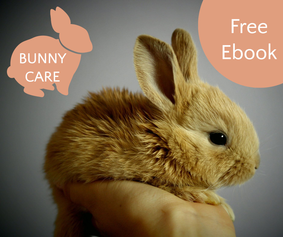Bunny care - free ebook